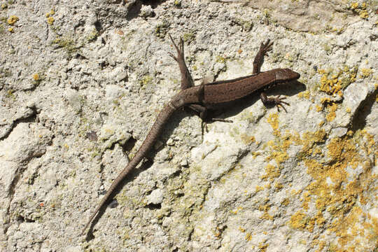 Image of Common wall lizard