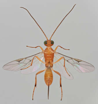 Слика од Meteorus versicolor (Wesmael 1835)