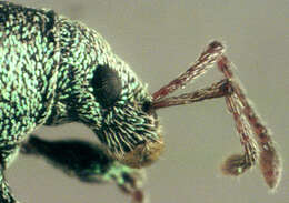 صورة Phyllobius (Parnemoicus) roboretanus Gredler 1882