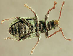 Image of Phyllobius (Parnemoicus) roboretanus Gredler 1882