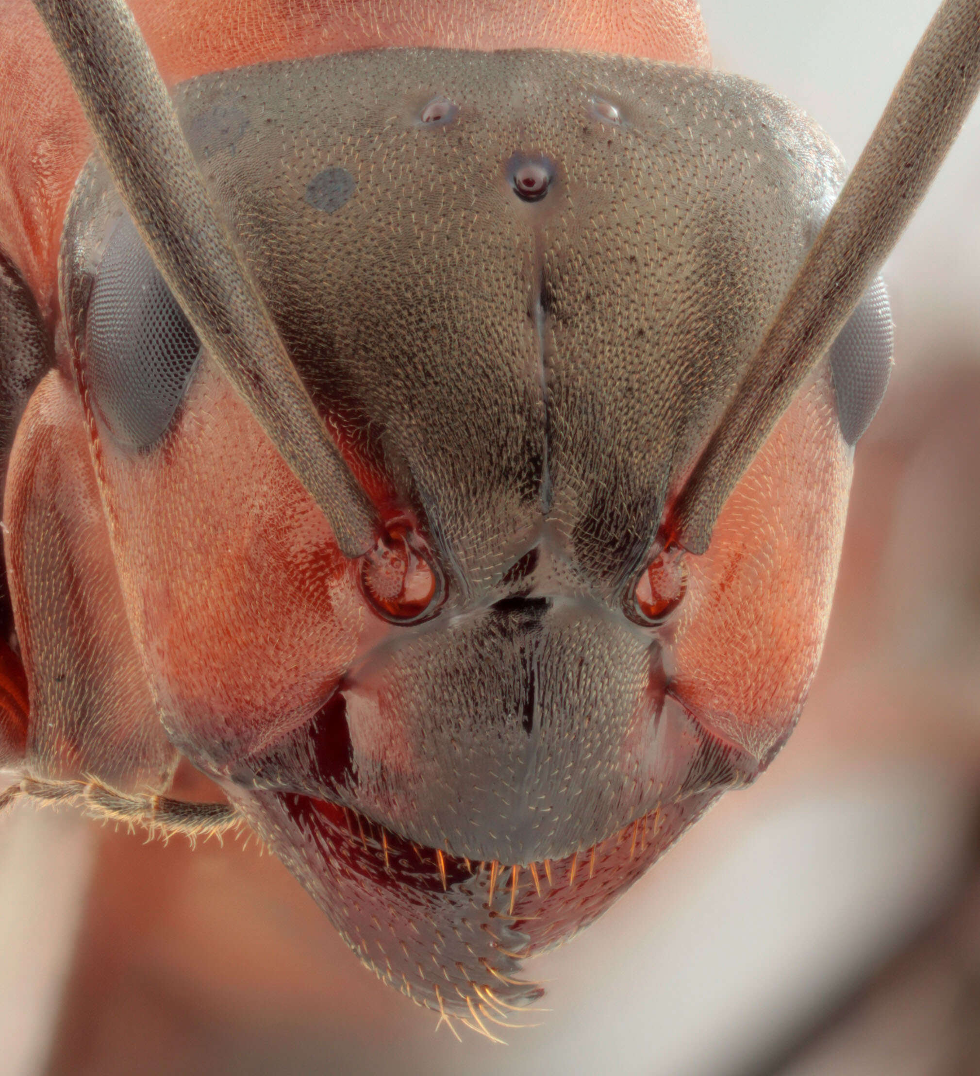 Слика од Formica rufa Linnaeus 1761