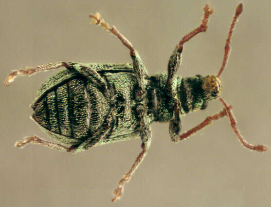 صورة Phyllobius (Parnemoicus) roboretanus Gredler 1882