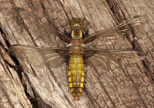 Image of Broad-bodied chaser