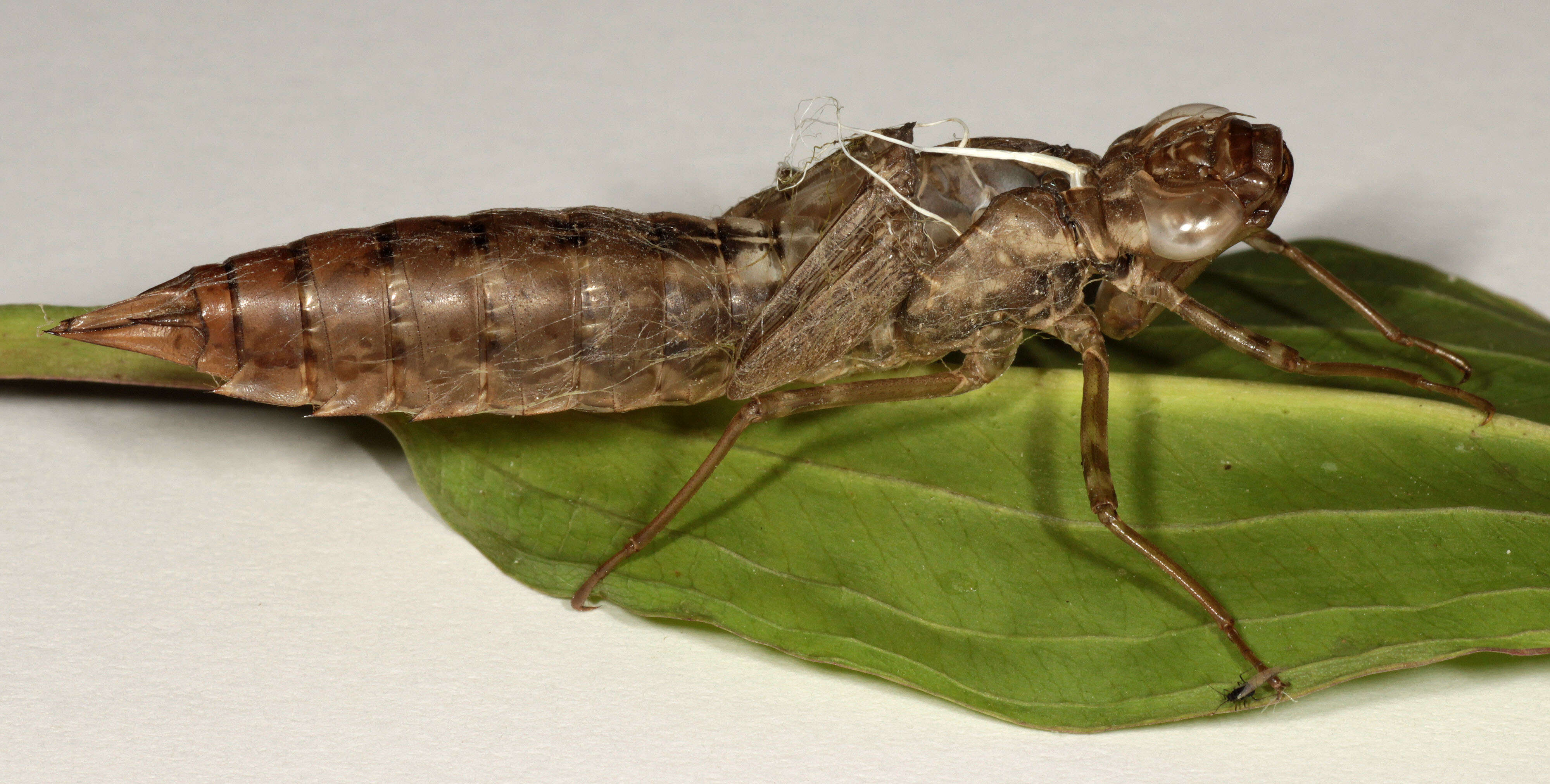 Image of Blue Hawker