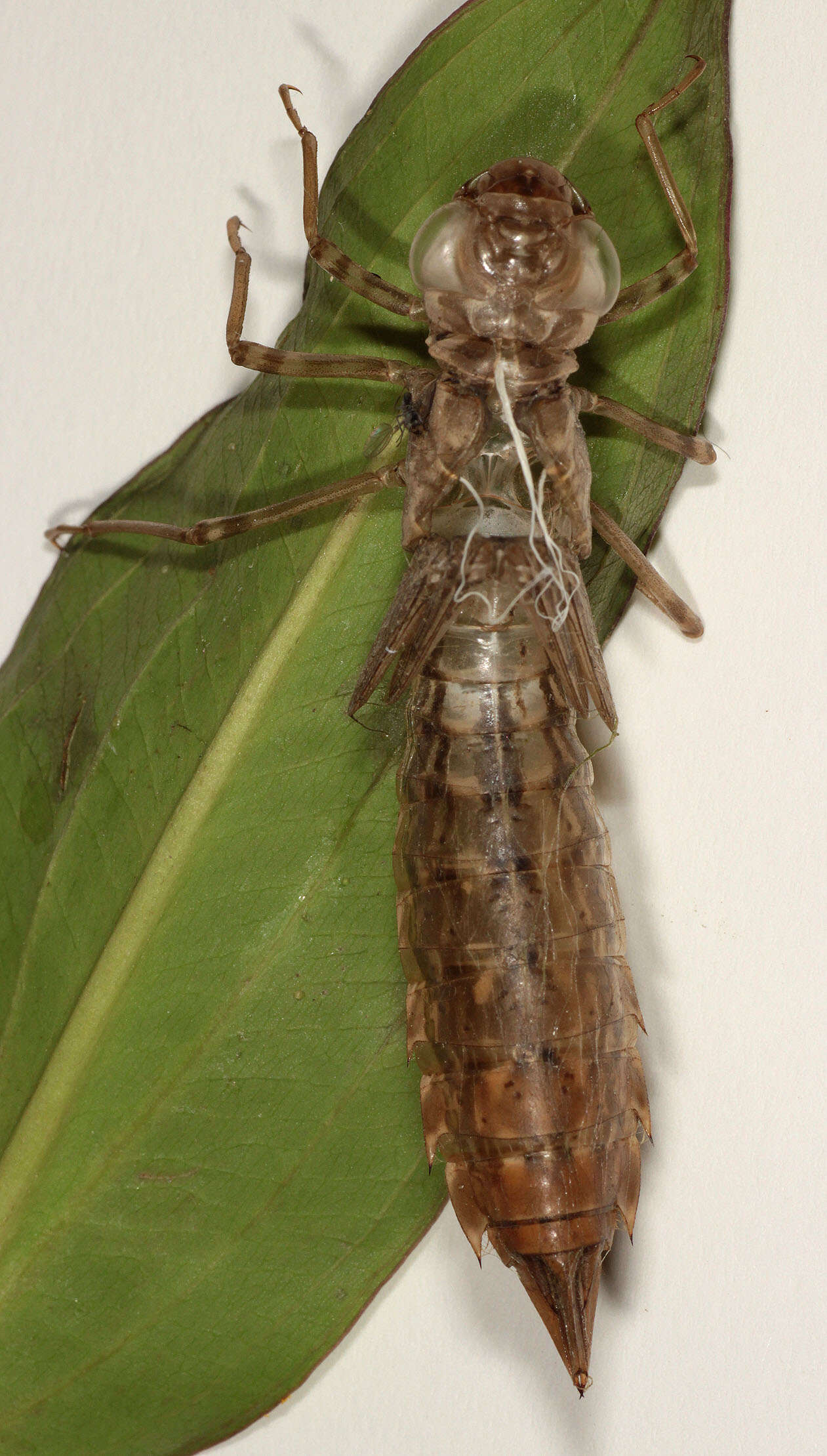 Image of Blue Hawker