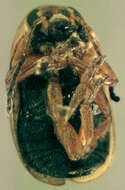 Image of Cryptocephalus fulvus