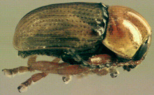 Image of Cryptocephalus fulvus