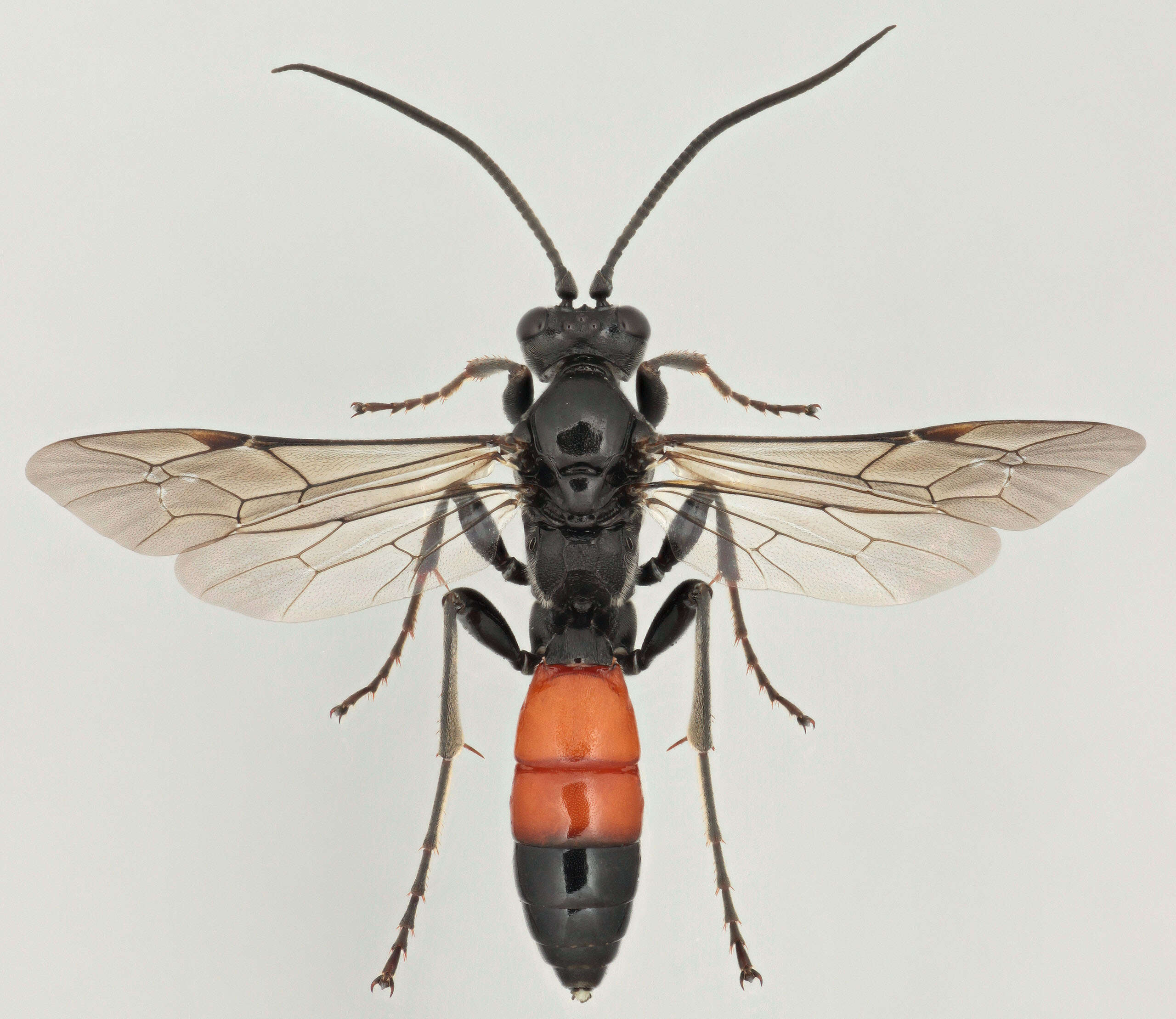 Image of Ctenichneumon panzeri (Wesmael 1845)