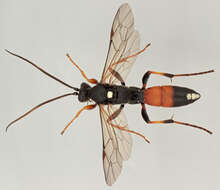 Image of Ichneumon gracilicornis Gravenhorst 1829