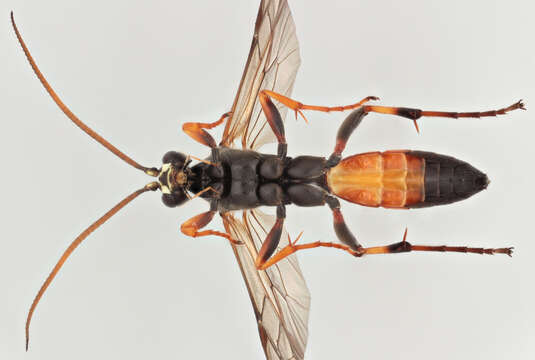 Image of Ichneumon gracilicornis Gravenhorst 1829