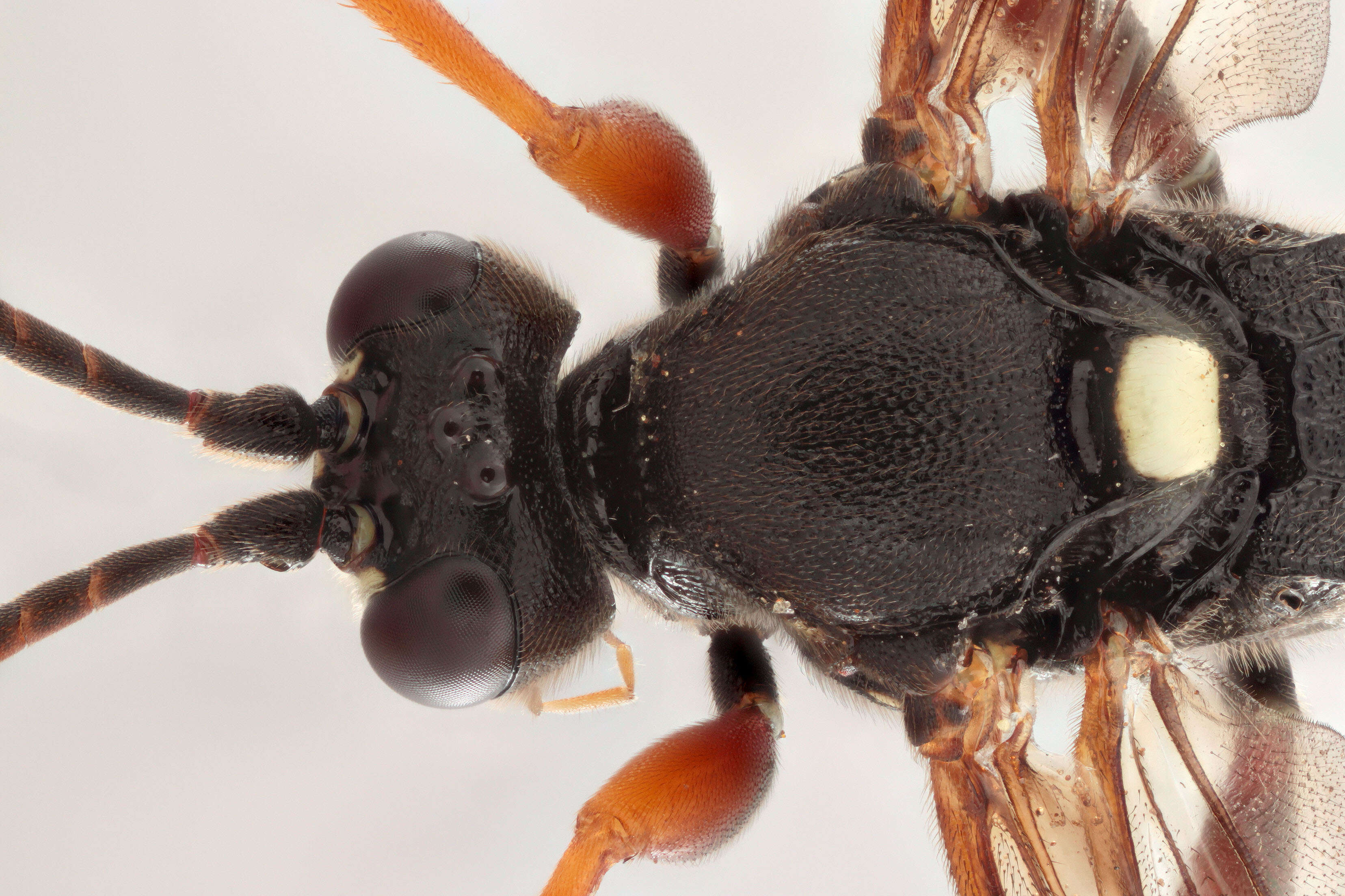 Image of Ichneumon gracilicornis Gravenhorst 1829