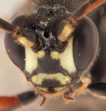 Image of Ichneumon gracilicornis Gravenhorst 1829