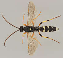 Image of Ichneumon sarcitorius Linnaeus 1758