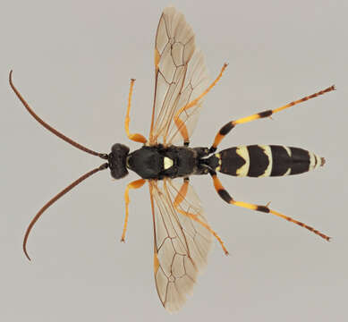 Image of Ichneumon sarcitorius Linnaeus 1758