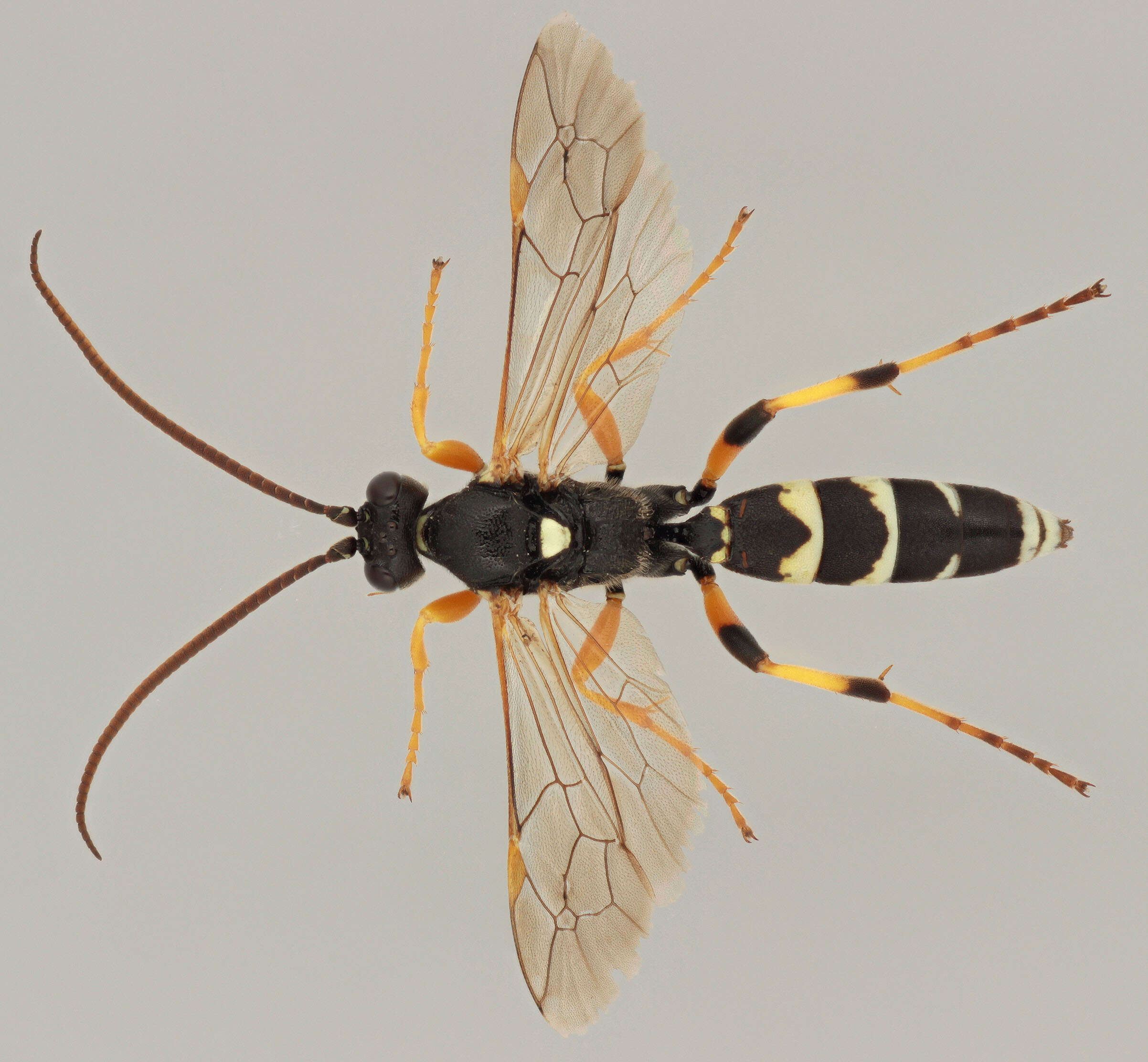 Image of Ichneumon sarcitorius Linnaeus 1758