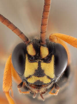 Image of Ichneumon sarcitorius Linnaeus 1758