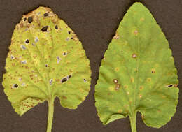 Image of Puccinia violae (Schumach.) DC. 1815