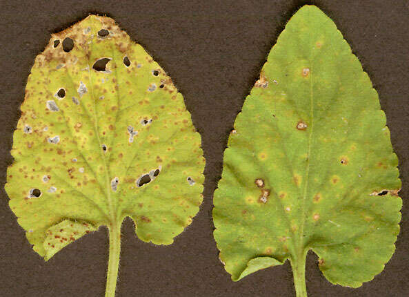 Image of Puccinia violae (Schumach.) DC. 1815