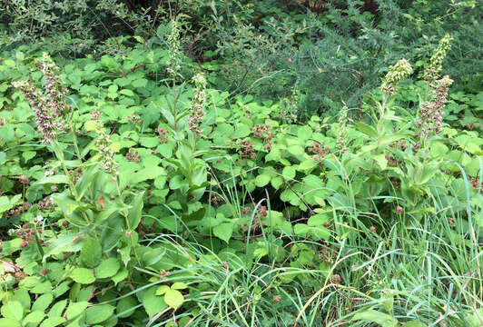 Image of Broad-leaved Helleborine