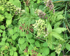 Image of Broad-leaved Helleborine