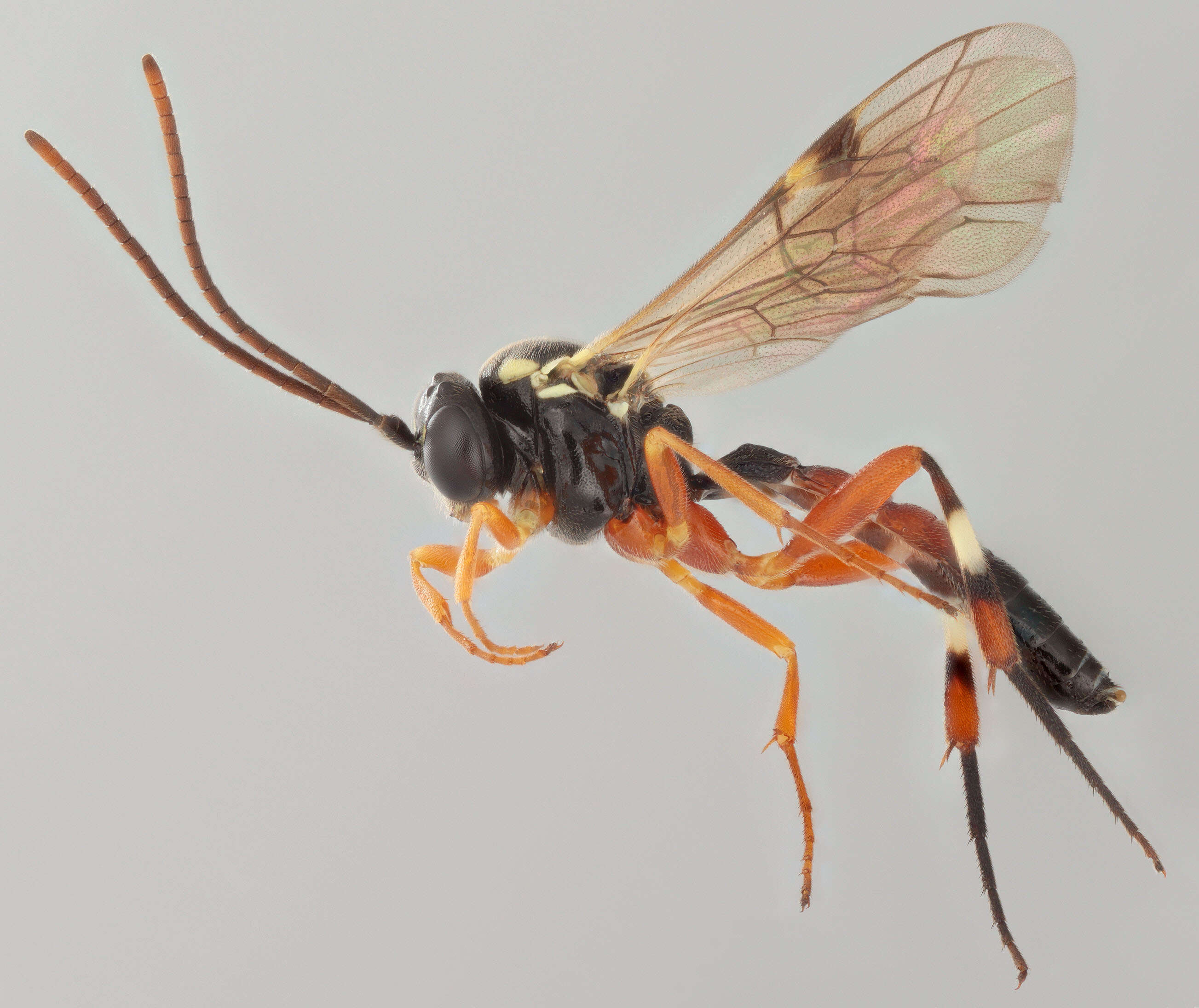 Image of Parasitoid wasp