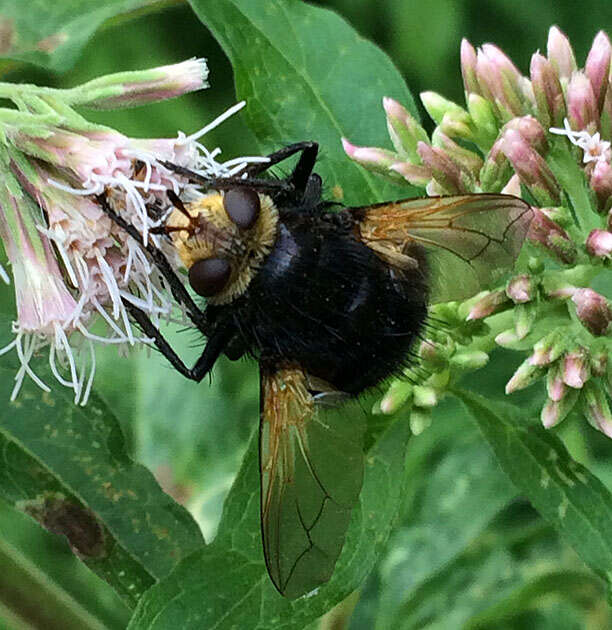 Image of giant tachinid fly