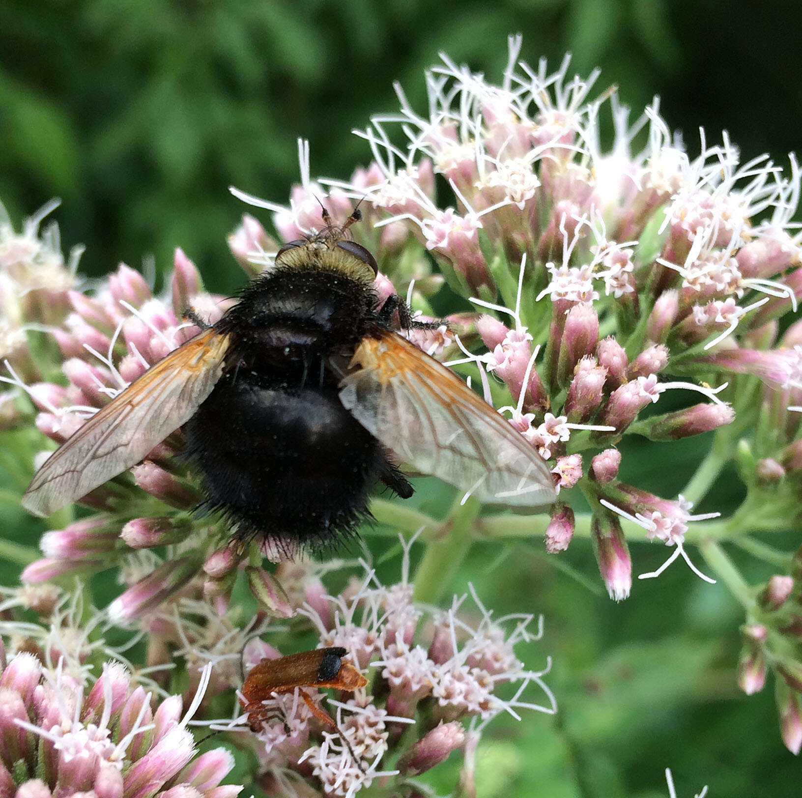 Image of giant tachinid fly