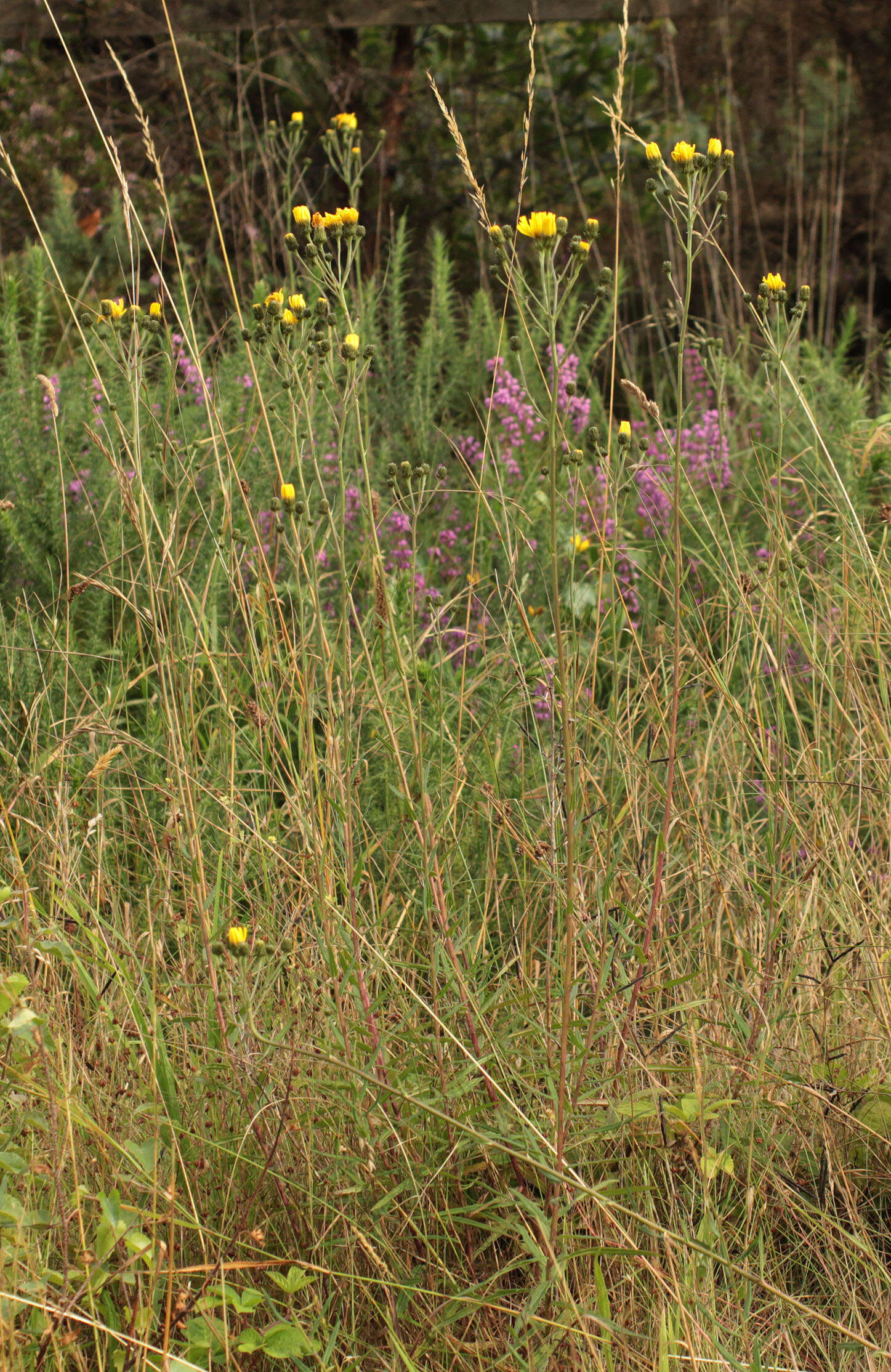 Image of Canadian hawkweed