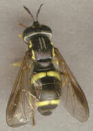 Image of Chrysotoxum bicinctum (Linnaeus 1758)