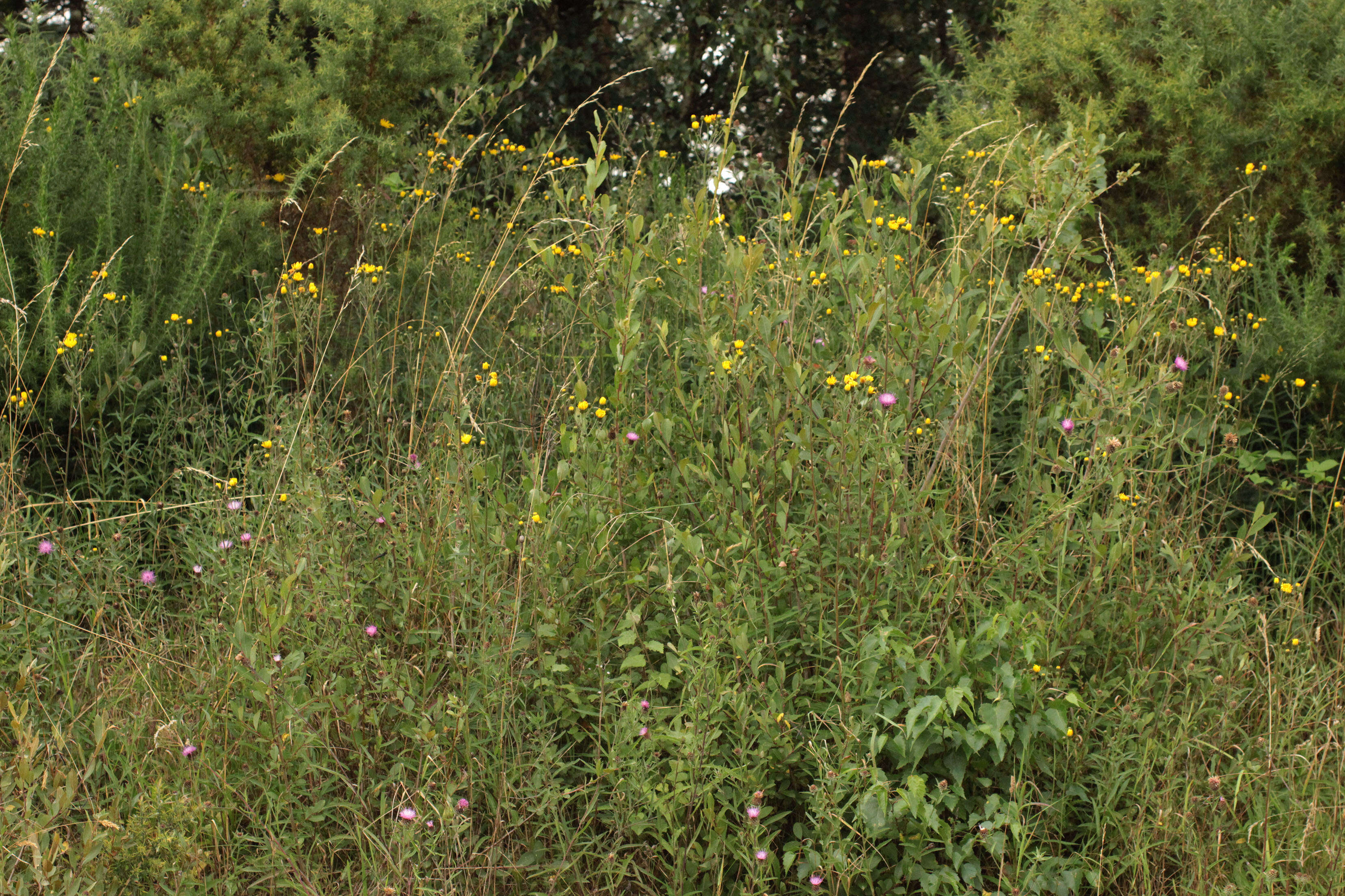 Image of Canadian hawkweed