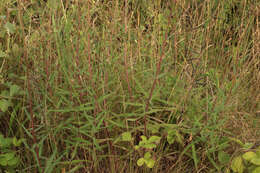 Image of Canadian hawkweed