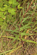 Image of Canadian hawkweed