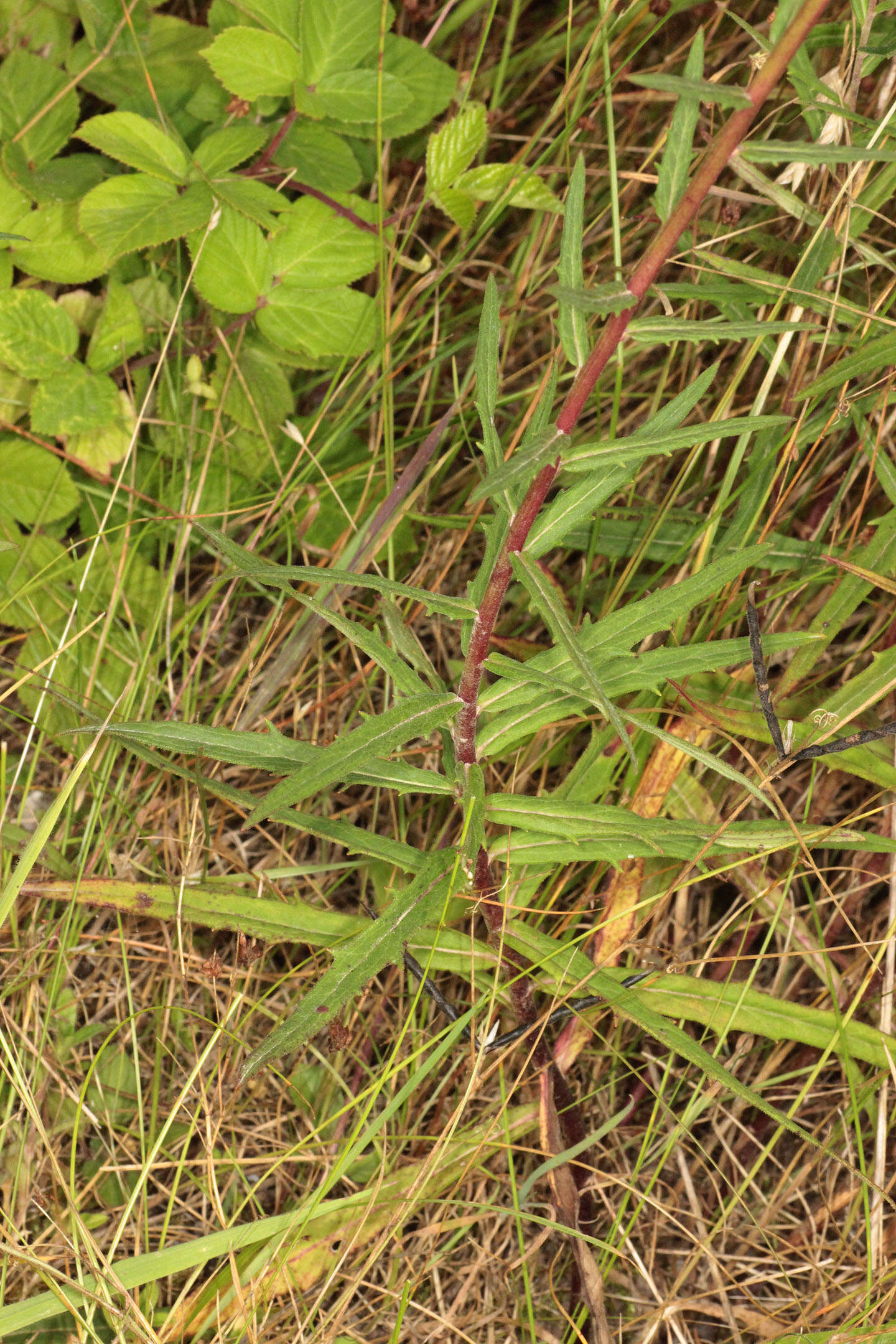 Image of Canadian hawkweed