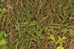 Image of Canadian hawkweed