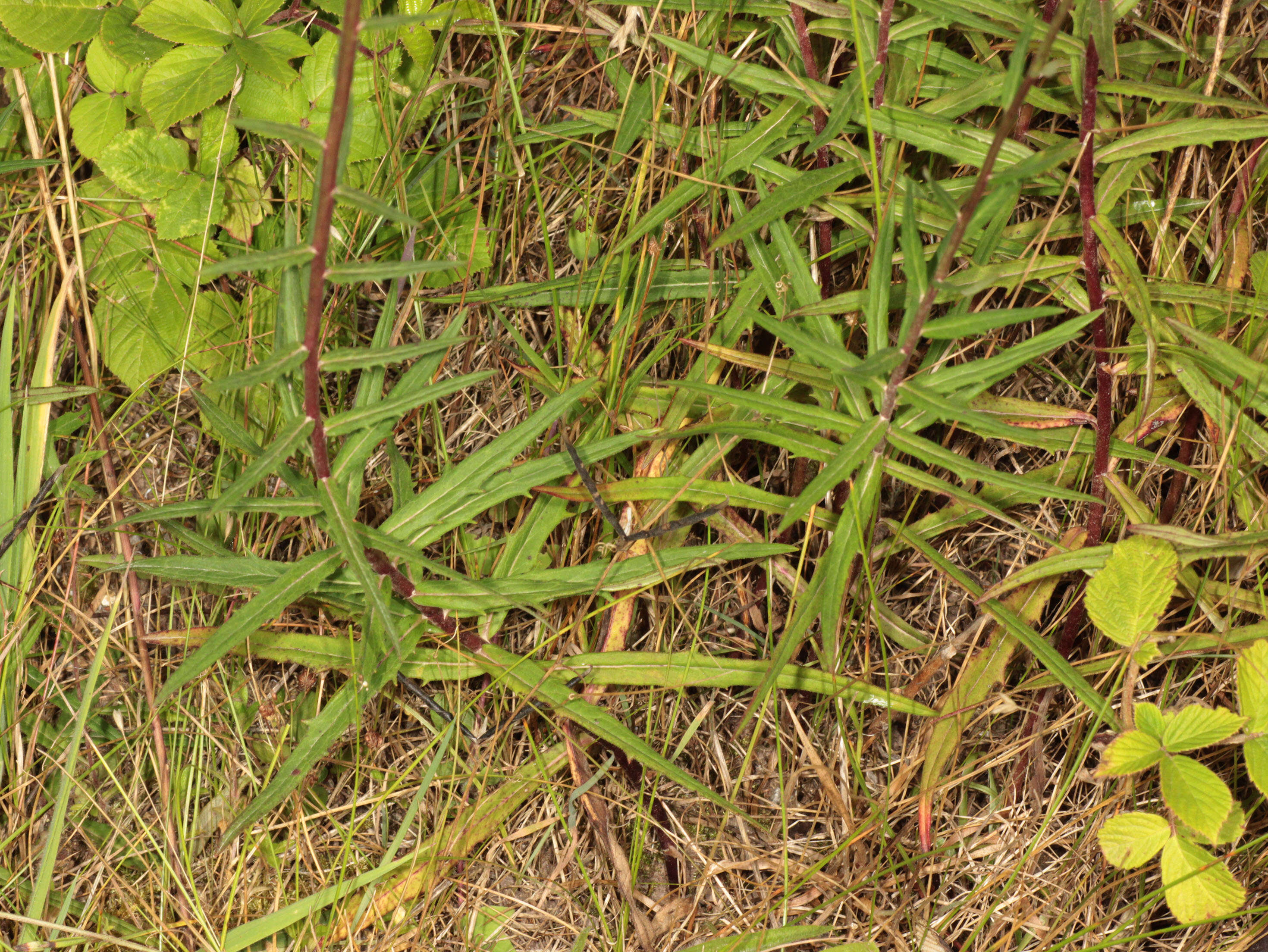 Image of Canadian hawkweed