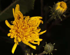 Image of Canadian hawkweed