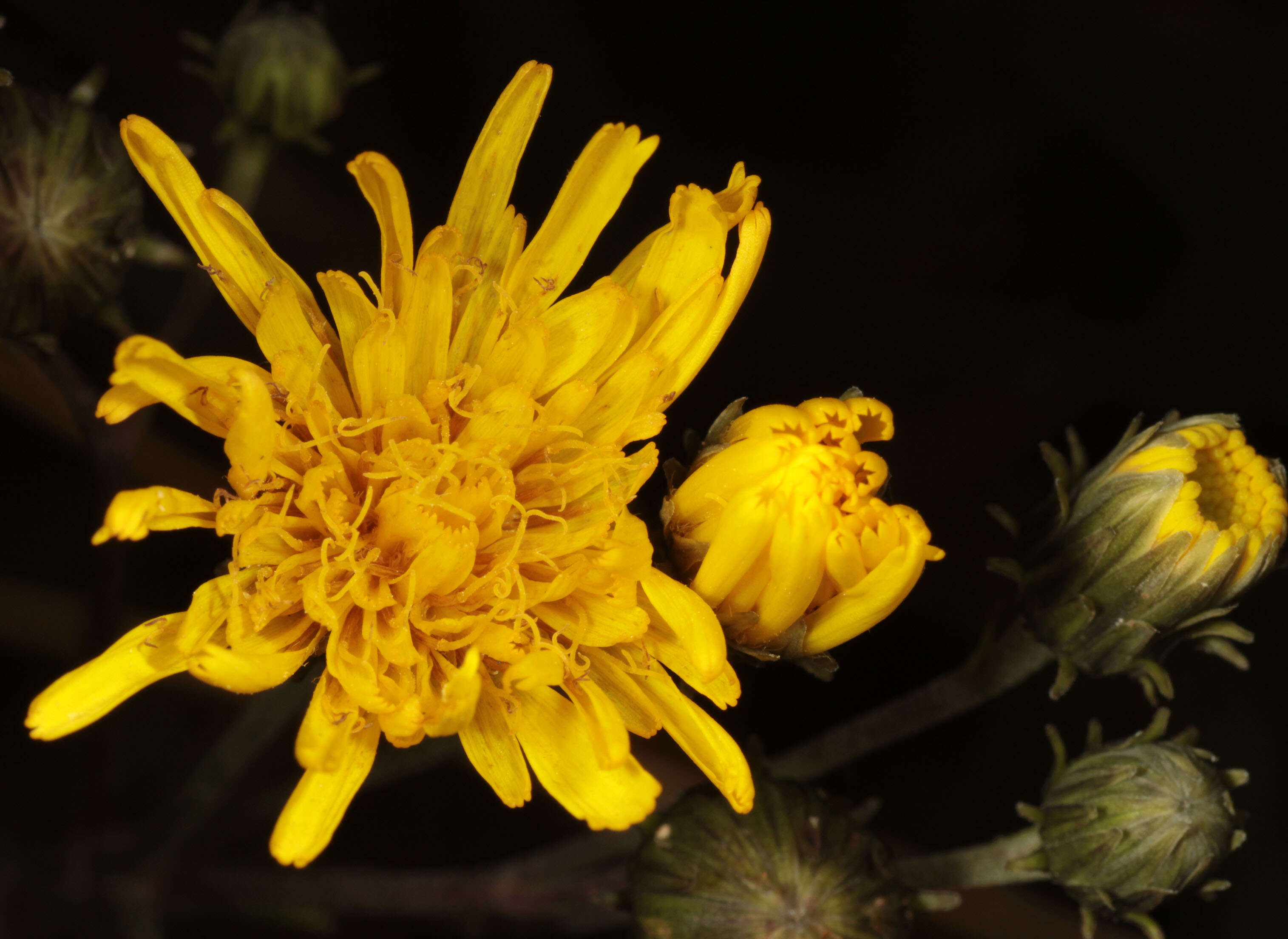 Image of Canadian hawkweed