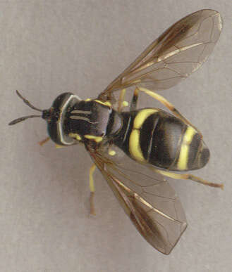 Image of Chrysotoxum bicinctum (Linnaeus 1758)