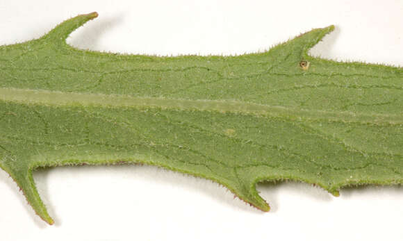 Слика од Hieracium umbellatum subsp. umbellatum