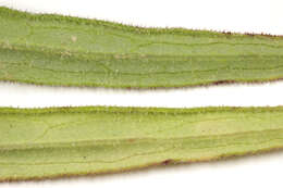 Image of Canadian hawkweed