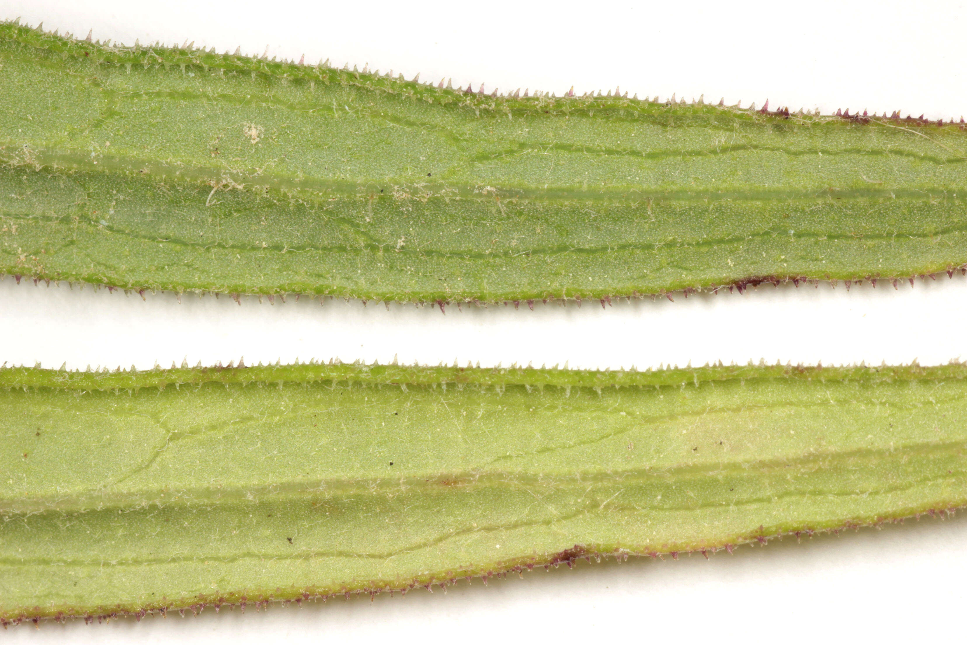 Image of Canadian hawkweed