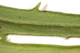 Image of Canadian hawkweed