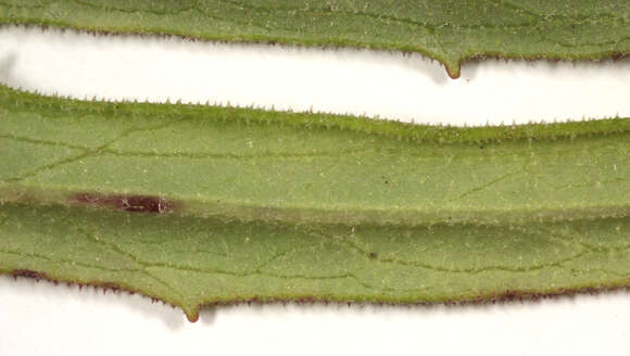 Слика од Hieracium umbellatum subsp. umbellatum