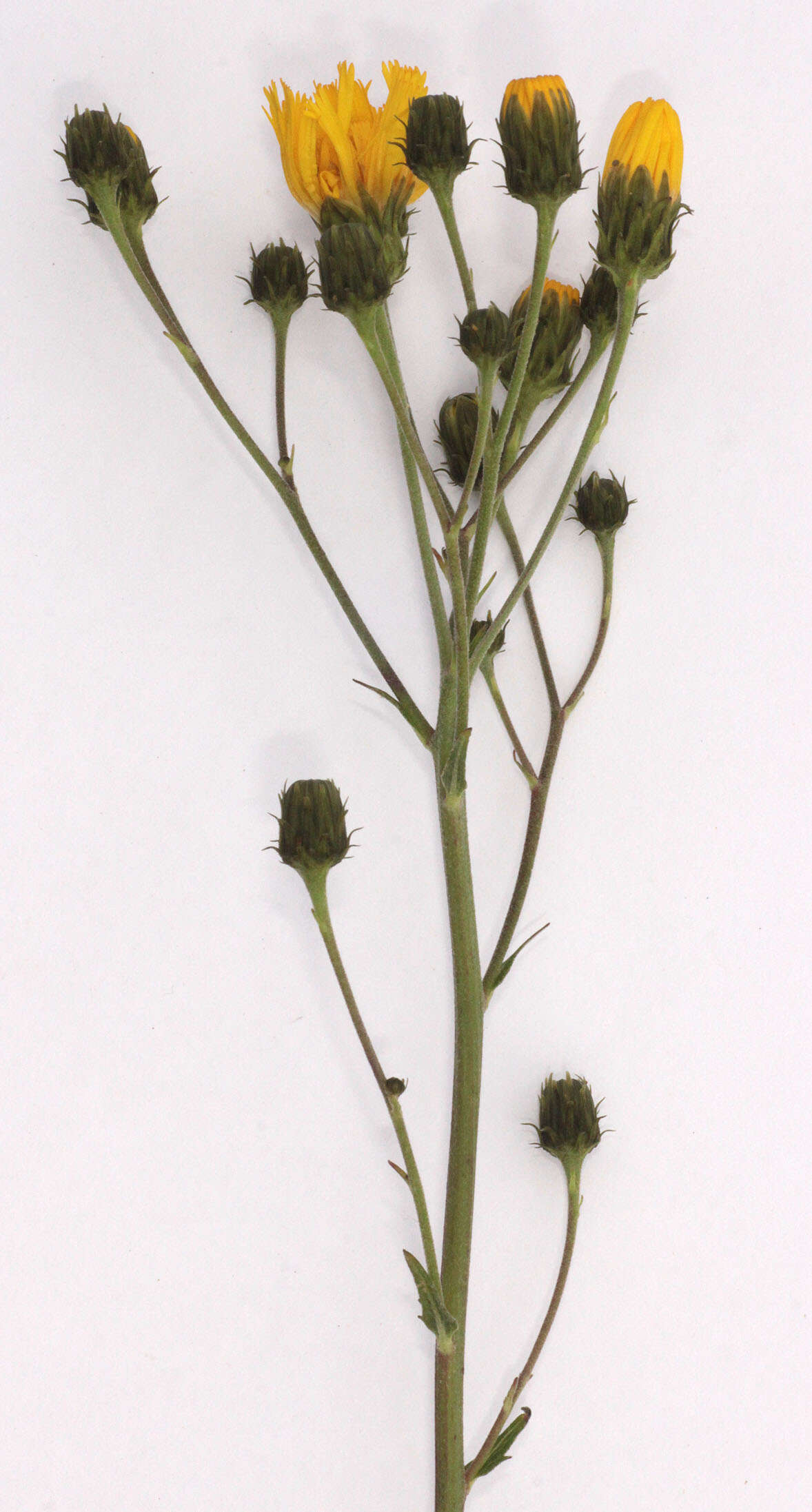 Image of Canadian hawkweed