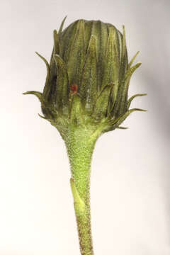 Слика од Hieracium umbellatum subsp. umbellatum