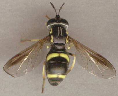 Image of Chrysotoxum bicinctum (Linnaeus 1758)