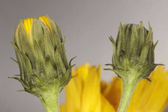 Слика од Hieracium umbellatum subsp. umbellatum