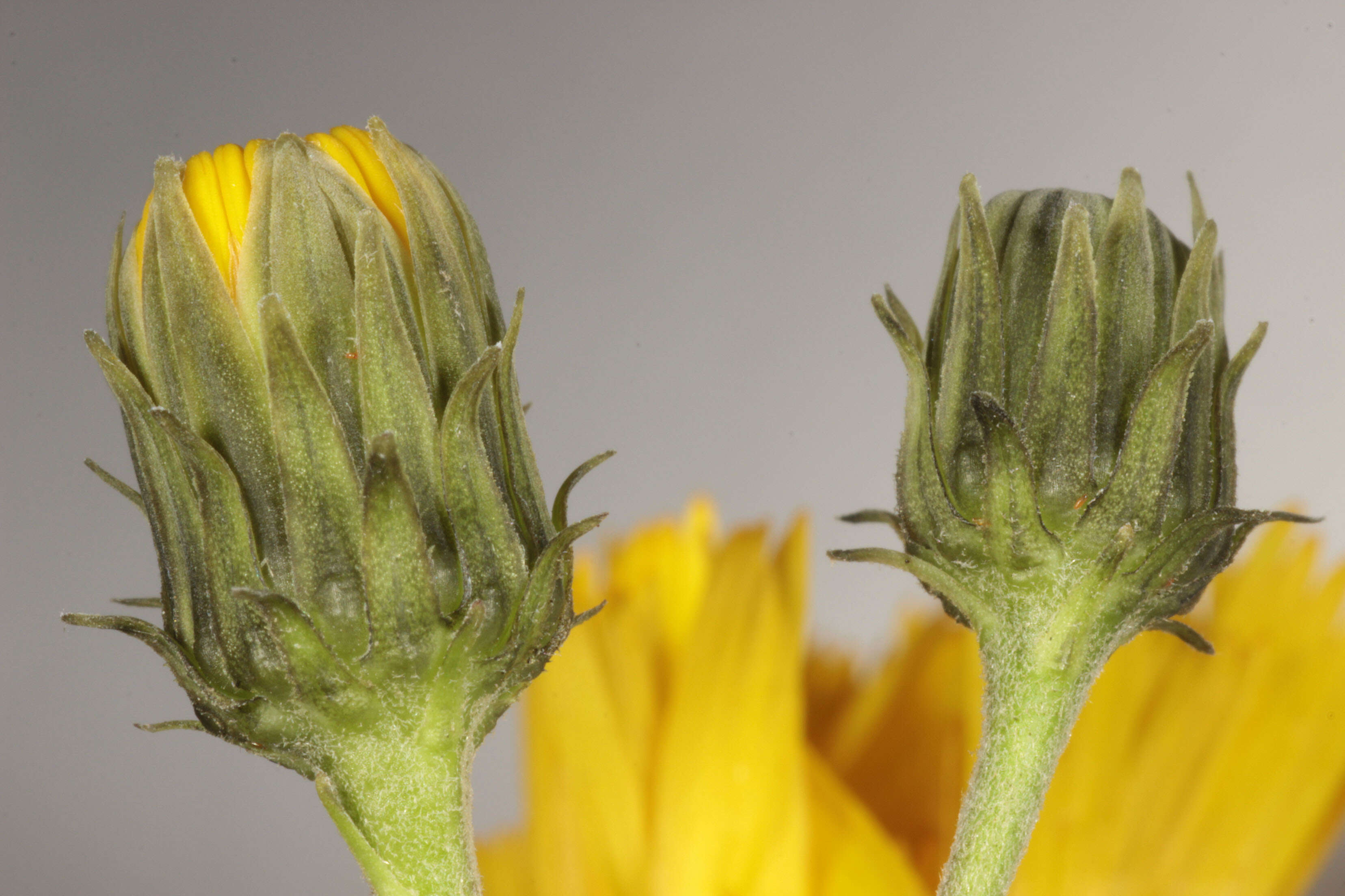 Image of Canadian hawkweed