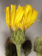 Image of Canadian hawkweed