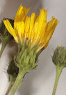 Image of Canadian hawkweed